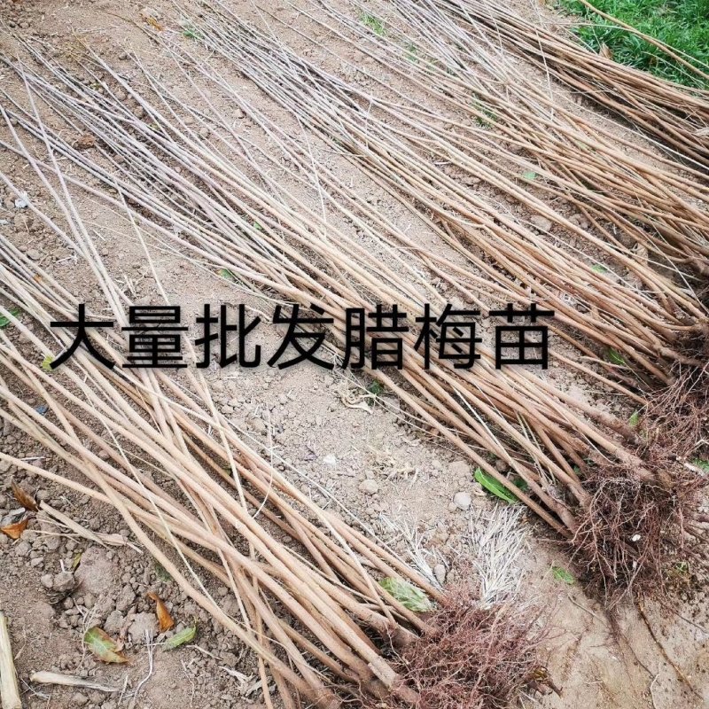 批发红叶李苗，红梅苗，红枫苗绿化苗木各种规格