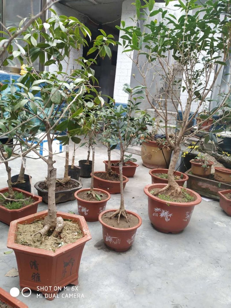 四季沉香桂花树苗金桂浓香型丹桂盆栽梅花室内庭院室外特大嫁