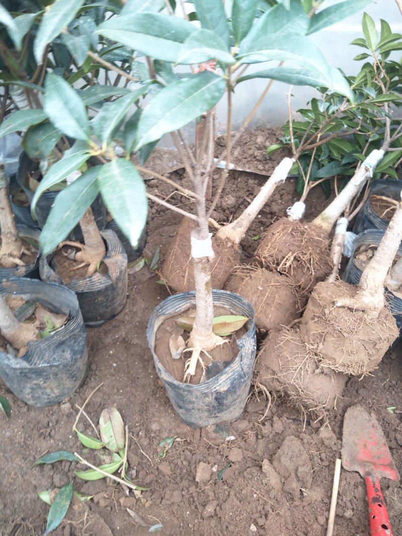 四季沉香桂花树苗金桂浓香型丹桂盆栽梅花室内庭院室外特大嫁