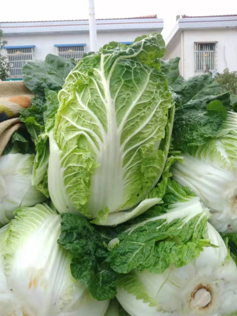 春黃心白菜，一手货源，保质保量，量大从优，发货全国。