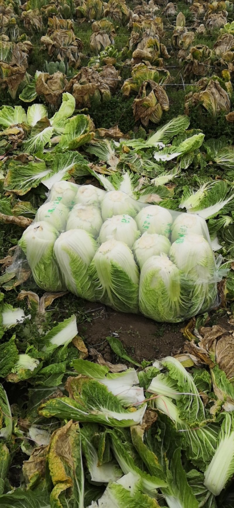 春黃心白菜，一手货源，保质保量，量大从优，发货全国。