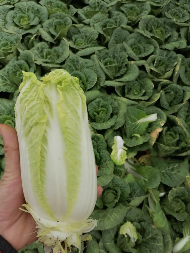 精品娃娃菜大量上市欢迎新老客户订购