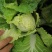 精品娃娃菜大量上市欢迎新老客户订购