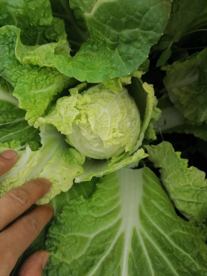 精品娃娃菜大量上市欢迎新老客户订购