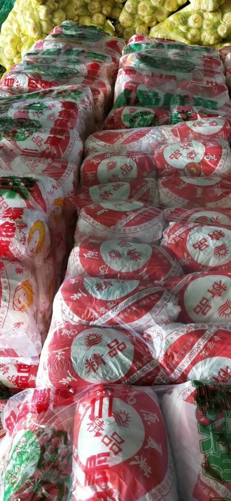 精品娃娃菜大量上市欢迎新老客户订购