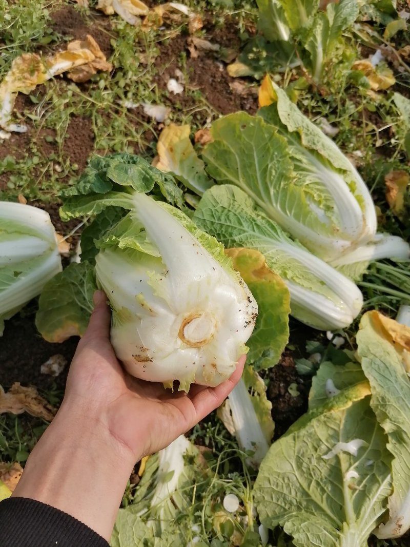 精品娃娃菜大量上市欢迎新老客户订购