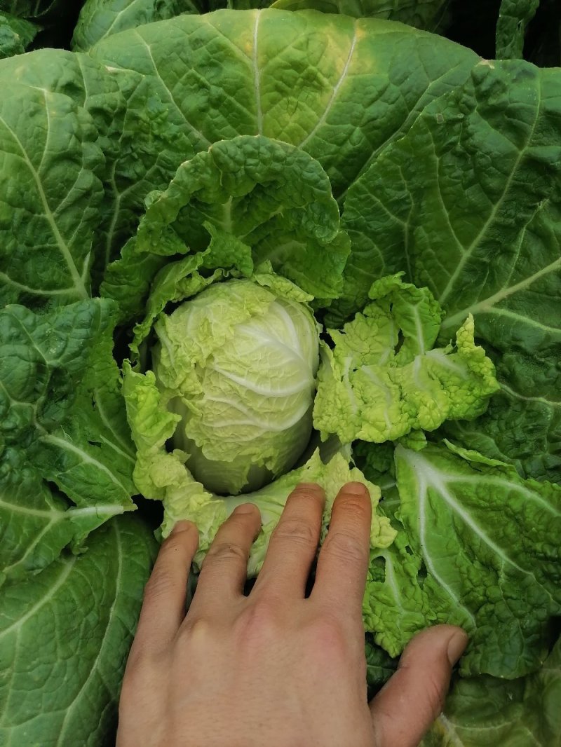 精品娃娃菜大量上市欢迎新老客户订购