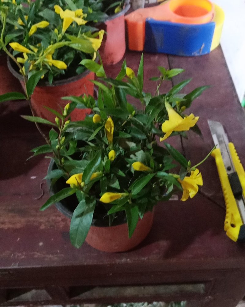 江苏法国香水茉莉花，带苞带花原土发货自有基地包成活率
