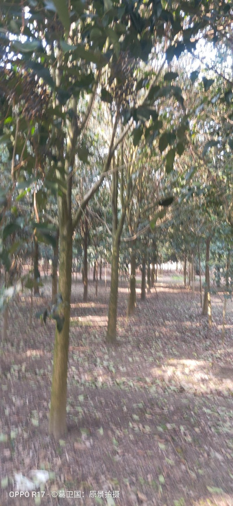 大叶女贞