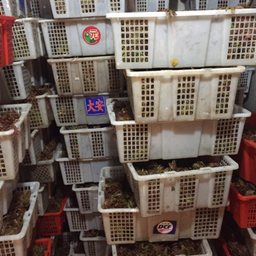 香椿芽