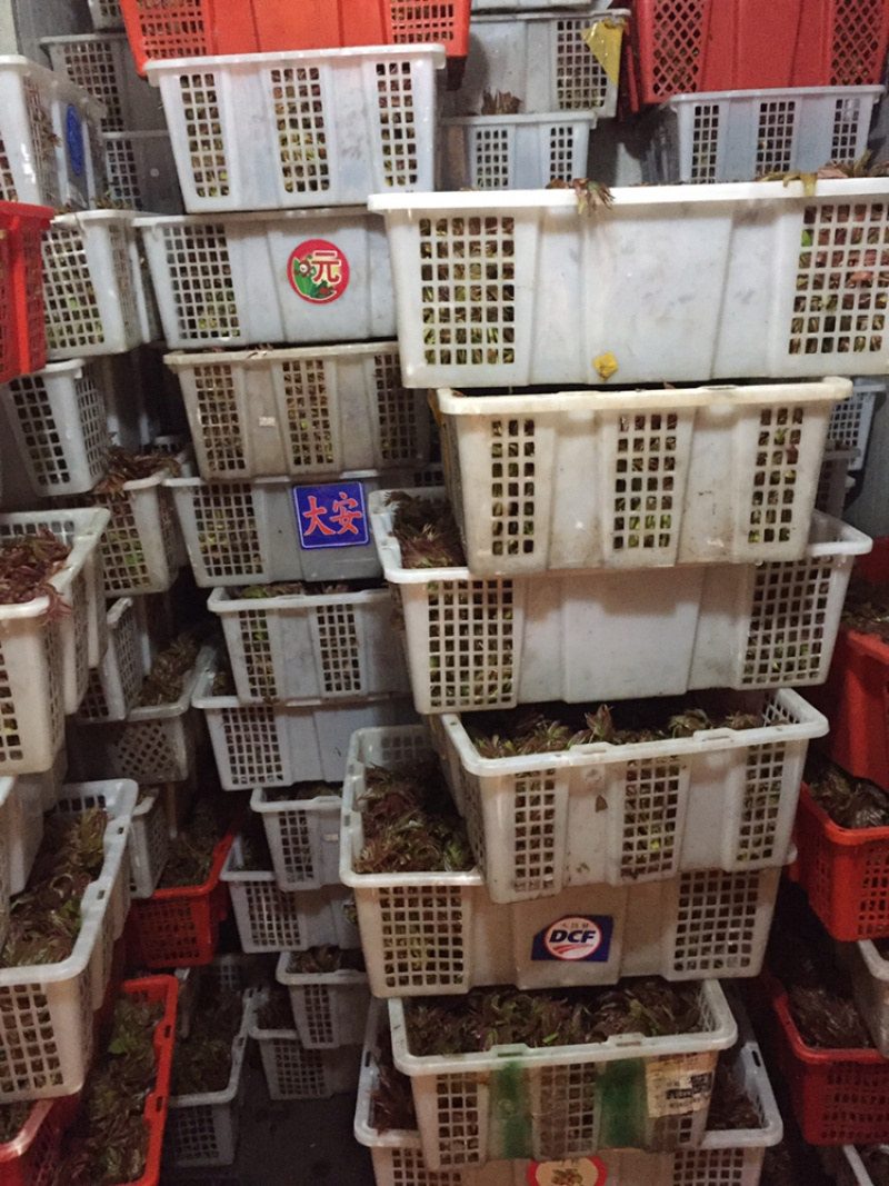 香椿芽
