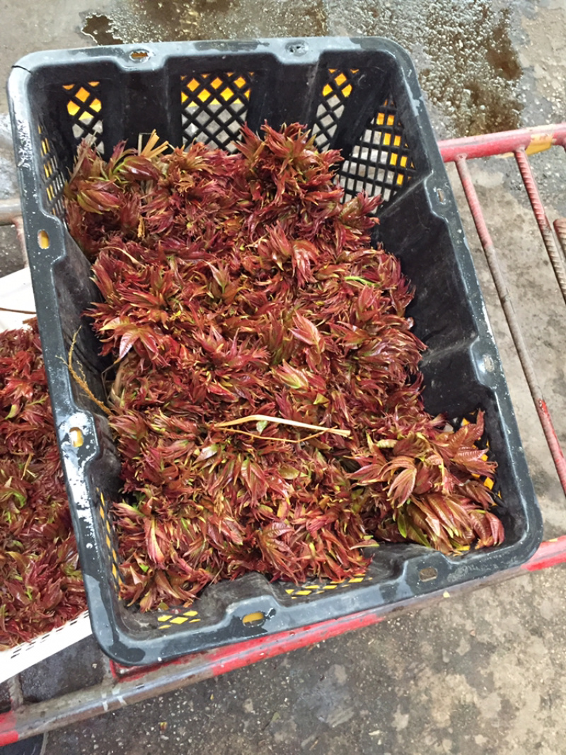 香椿芽