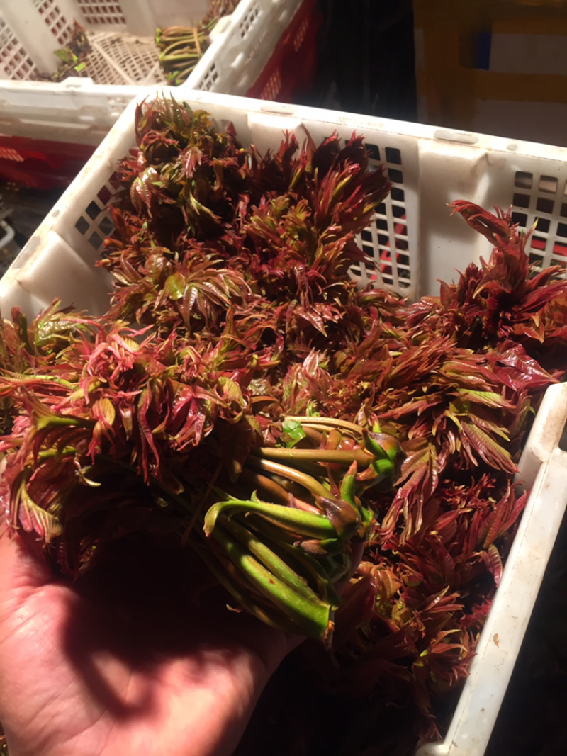 香椿芽