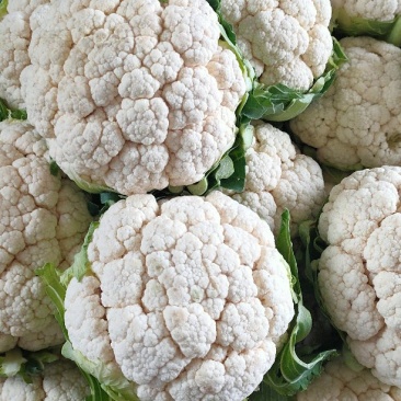 紧密型白花菜2～3斤花色亮白保质保量《诚信互赢代发全国》
