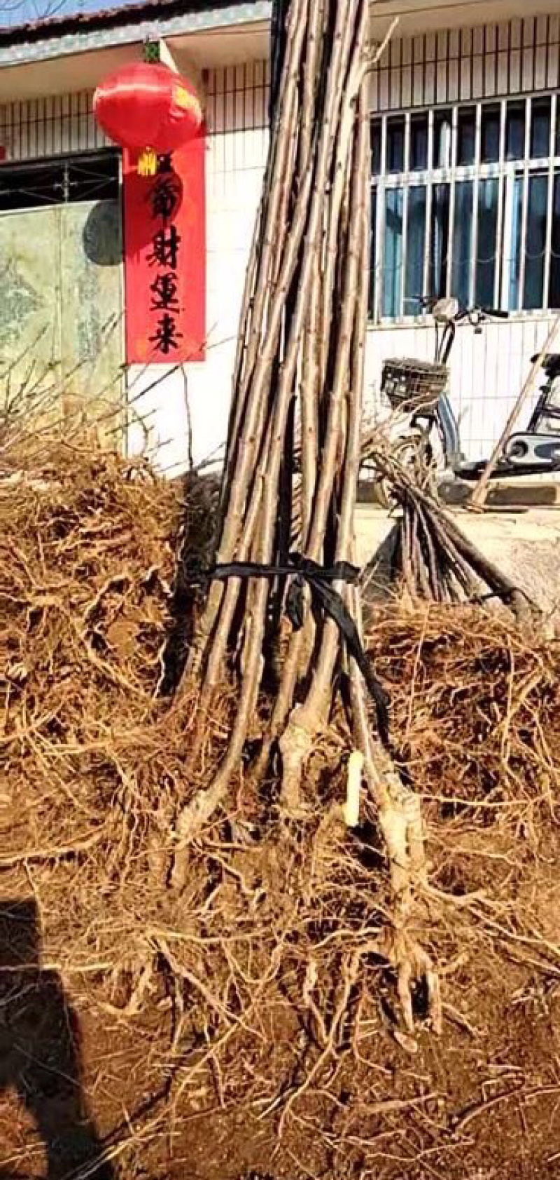 成品板栗苗栗子苗。大红袍板栗苗。包技术指导成品苗