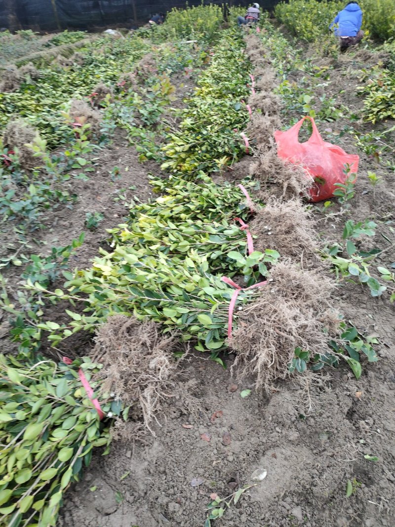 油茶苗裸根油茶苗，二年生，三年生，四年生，分枝多，