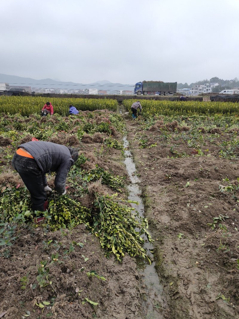 油茶苗裸根油茶苗，二年生，三年生，四年生，分枝多，