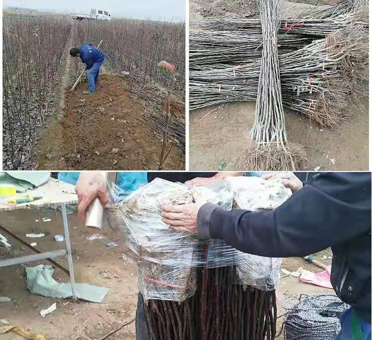 梨园膨大期田间管理实景图 梨树膨大期田间管理图