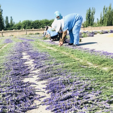 薰衣草干花花束永生薰衣草花束