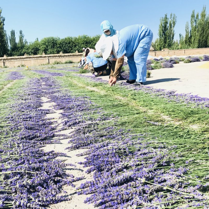 薰衣草干花花束永生薰衣草花束