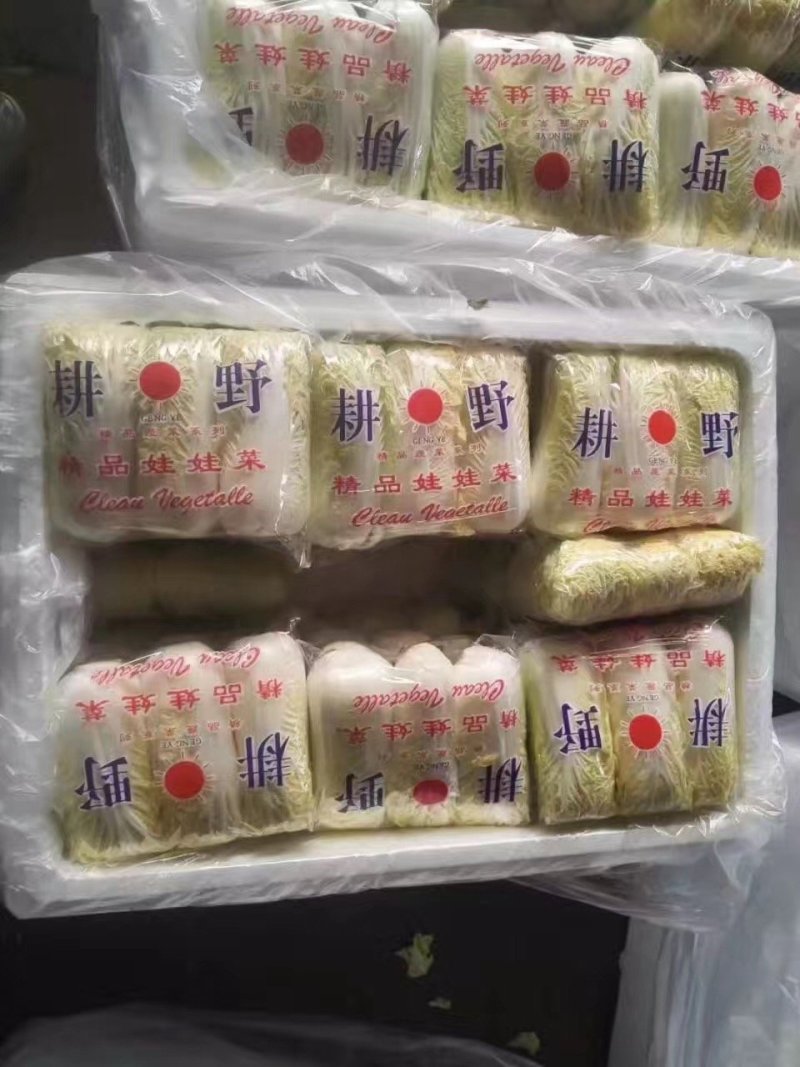 河北张家口坝上尚义县黄心娃娃菜量大货好产地直供