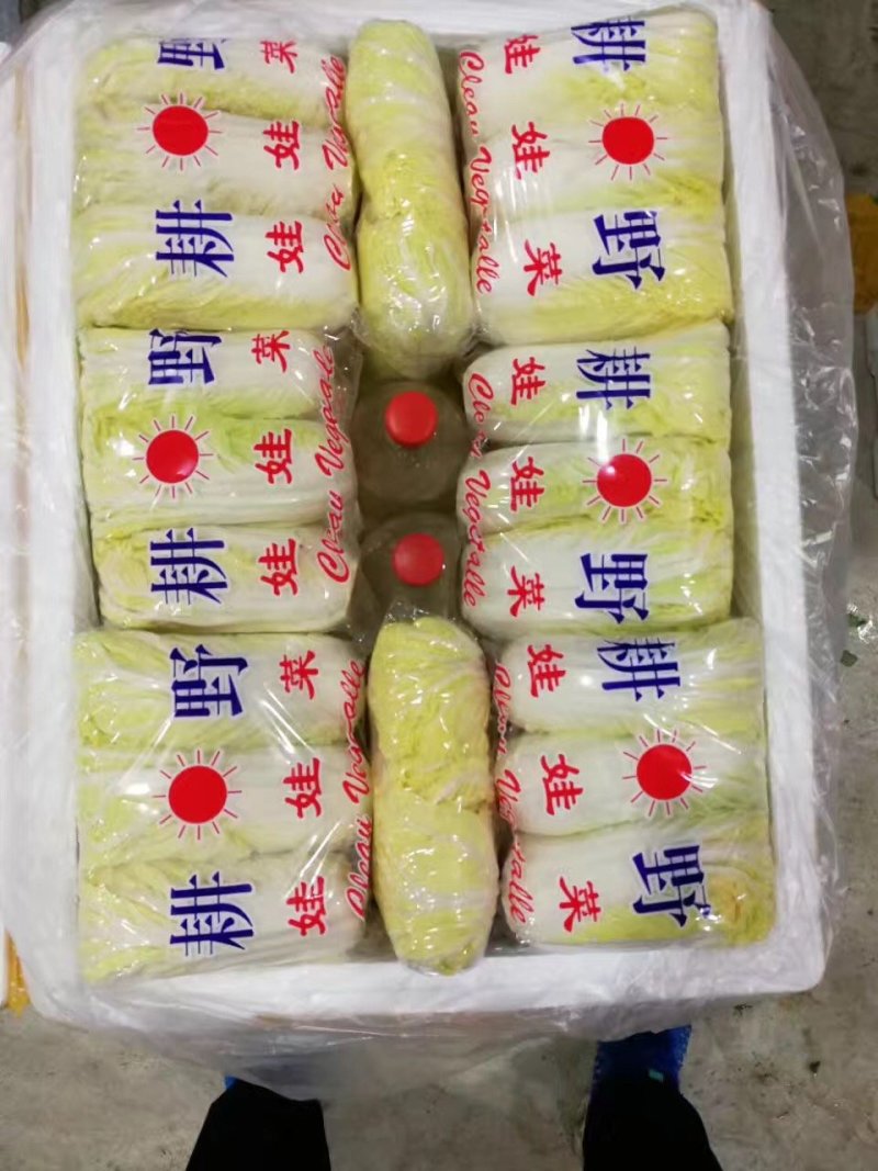 河北张家口坝上尚义县黄心娃娃菜量大货好产地直供