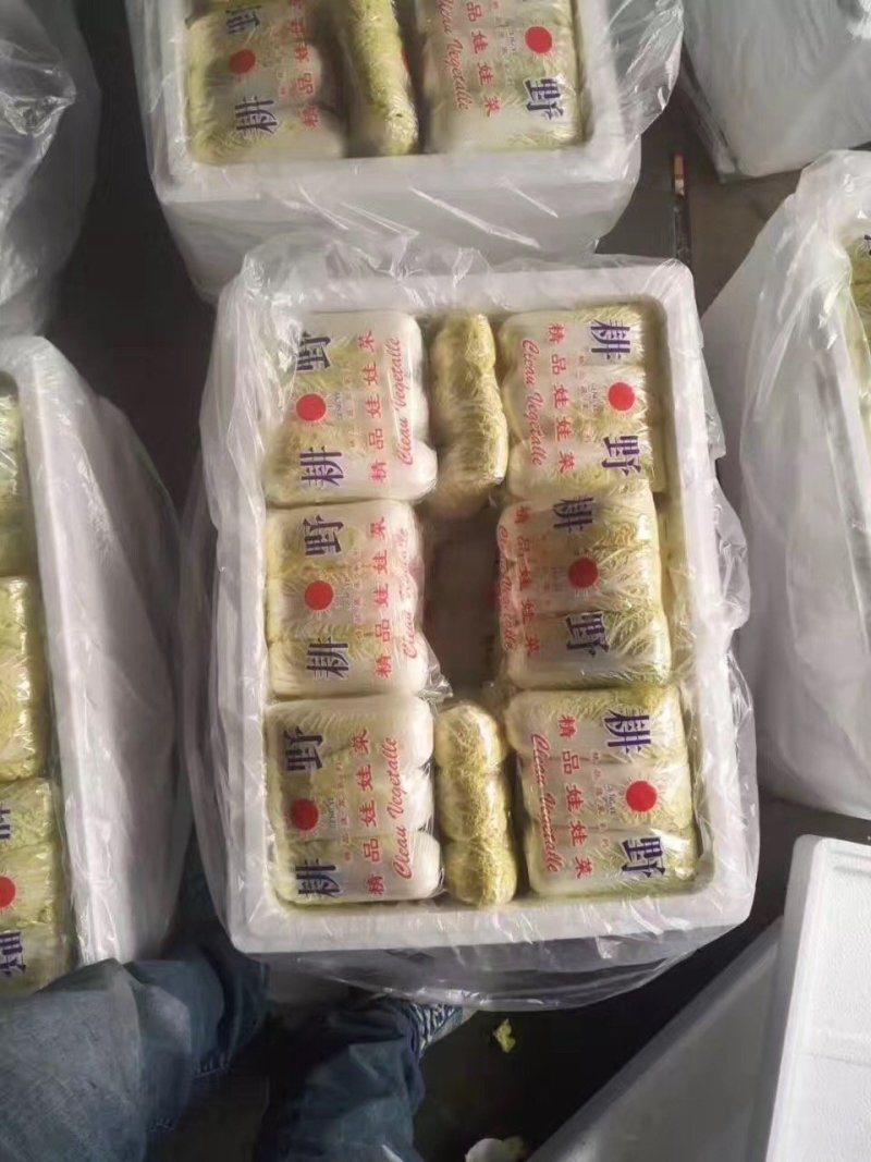 河北张家口坝上尚义县黄心娃娃菜量大货好产地直供