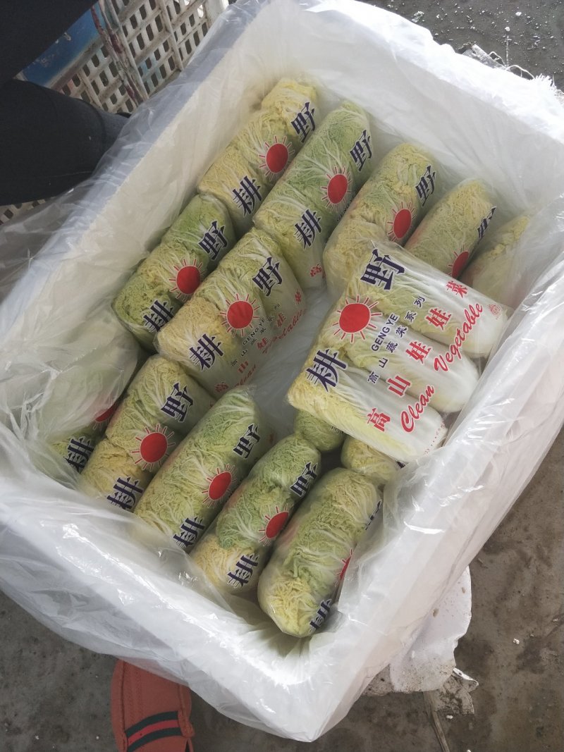 河北张家口坝上尚义县黄心娃娃菜量大货好产地直供