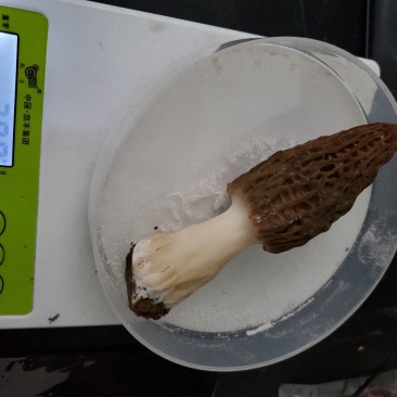 羊肚菌