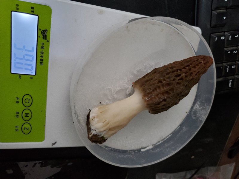 羊肚菌