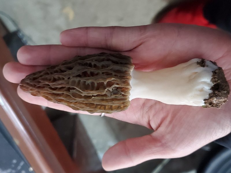 羊肚菌