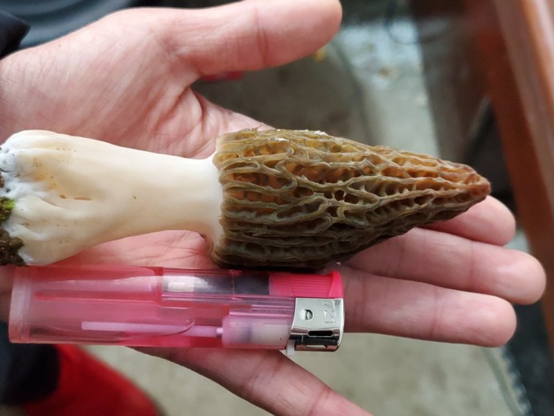 羊肚菌