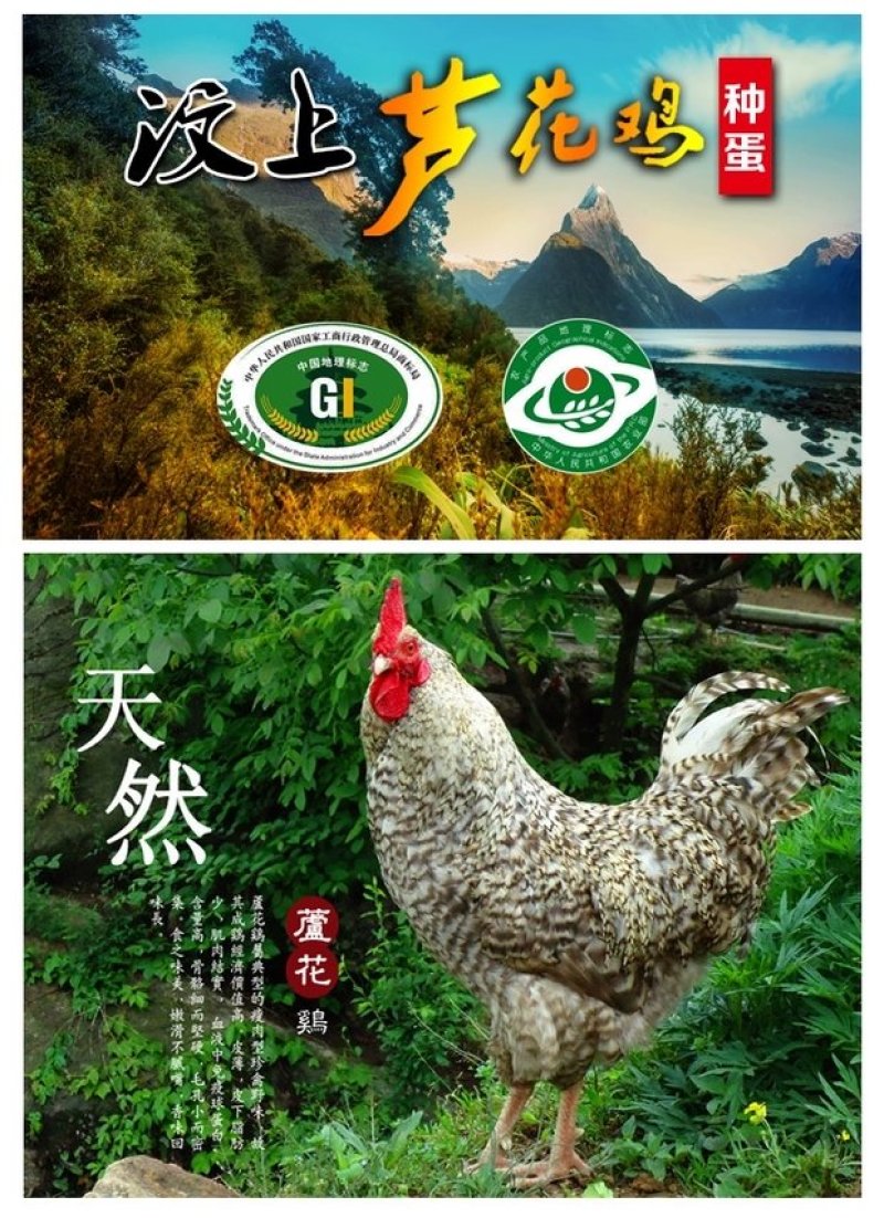 纯种汶上芦花鸡苗包成活包技术
