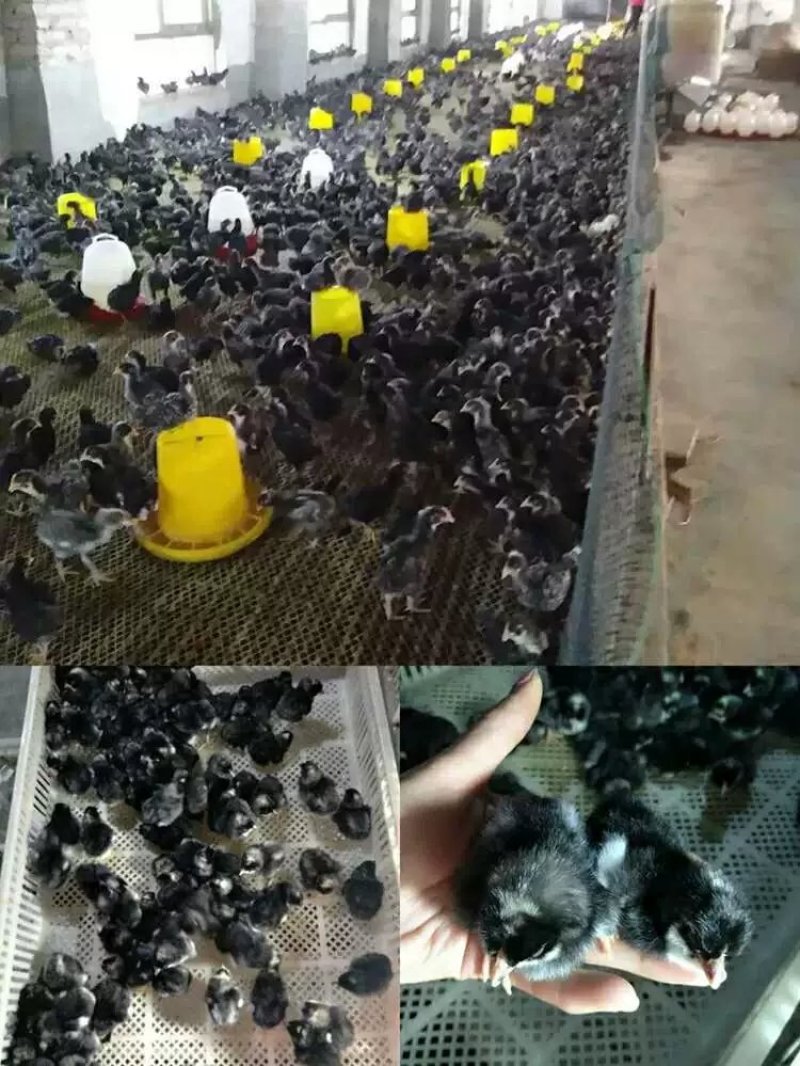 芦花种蛋土鸡种蛋纯种芦花鸡种蛋受精率95提供孵化养殖技术