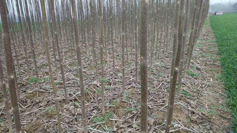泡桐树苗、桐树苗、桐树根、桐树桩、一年苗、幼苗