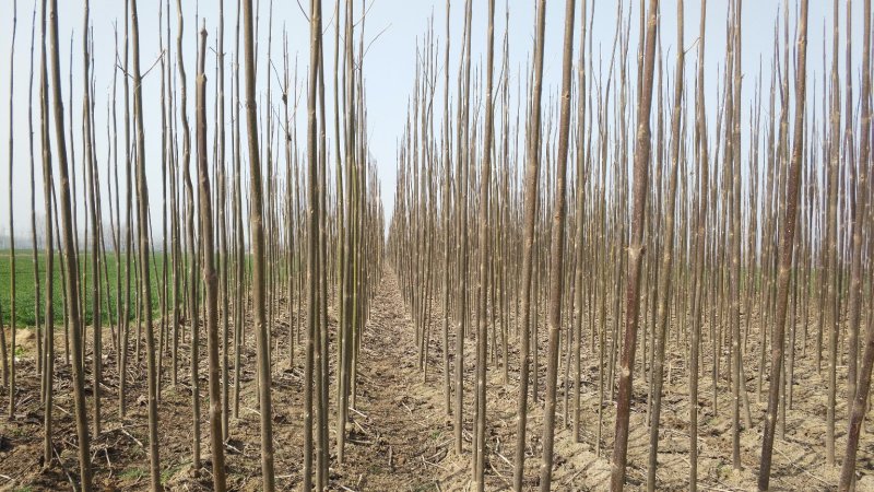 泡桐树苗、桐树苗、桐树根、桐树桩、一年苗、幼苗