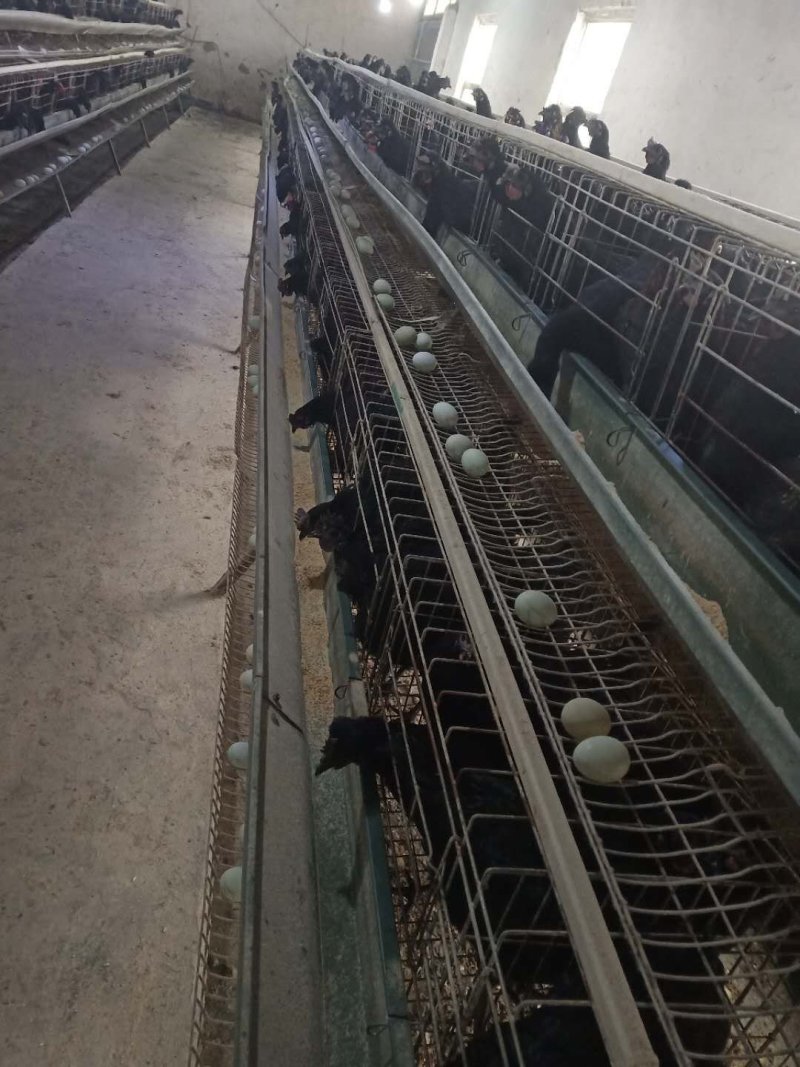 纯种五黑一绿种蛋受精率90以上提供孵化养殖技术