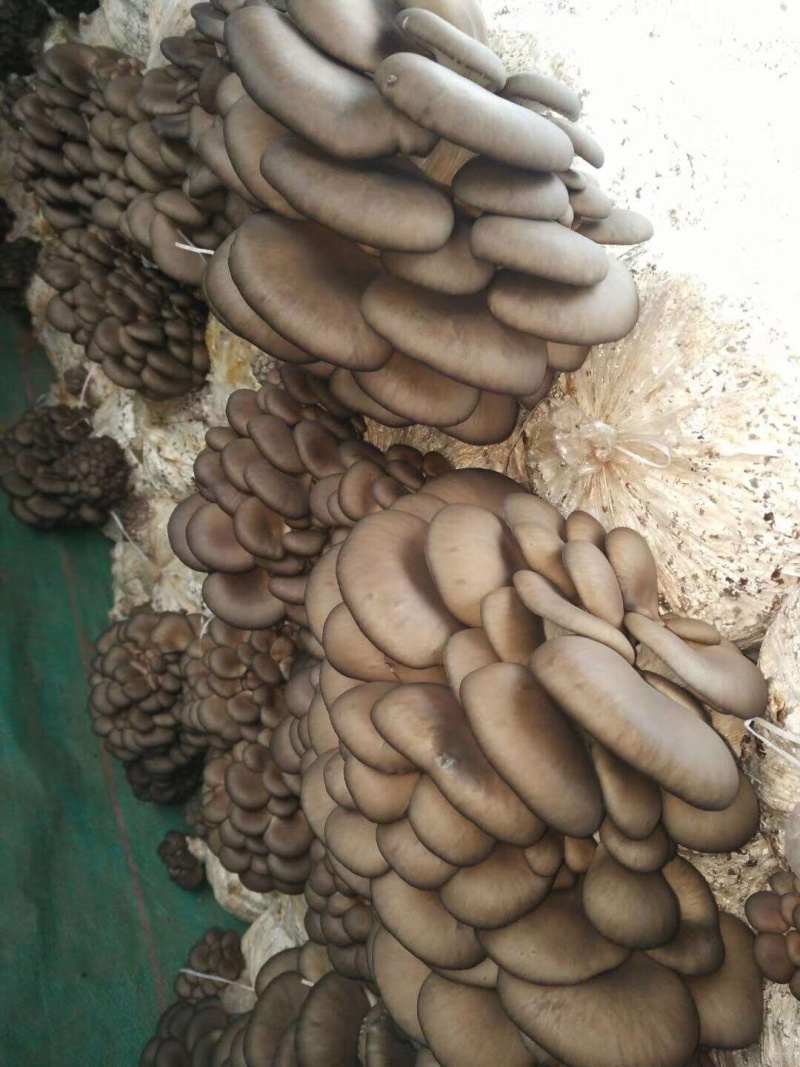欢迎各位有需要平菇的老板来电……