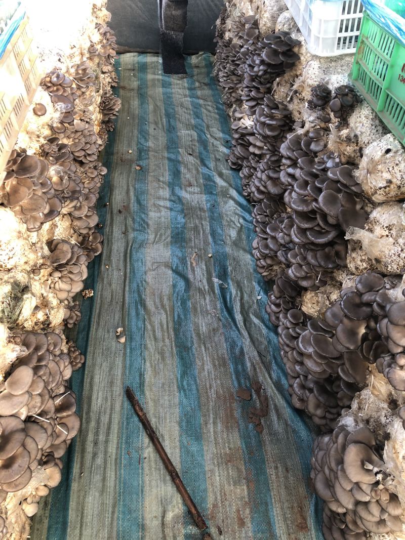 欢迎各位有需要平菇的老板来电……