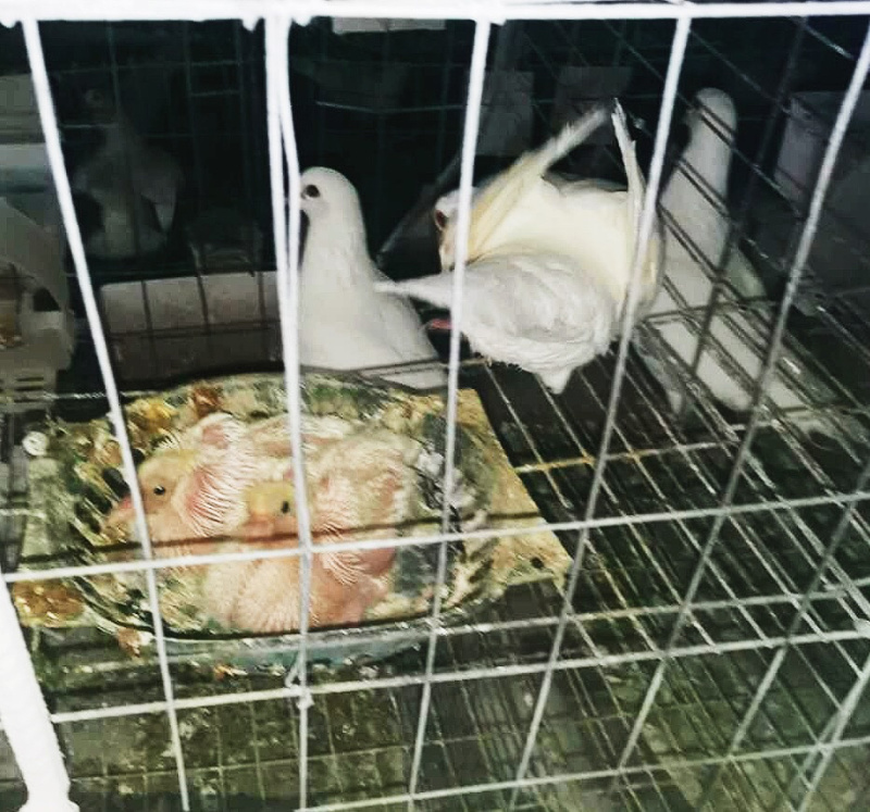 白鸽子蛋太行山自家养殖企业