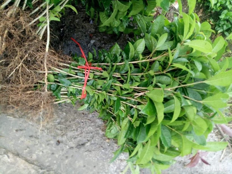 桂花树桂花苗金桂花苗八月桂花苗成活率现挖现发