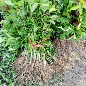 桂花树桂花苗金桂花苗八月桂花苗成活率现挖现发