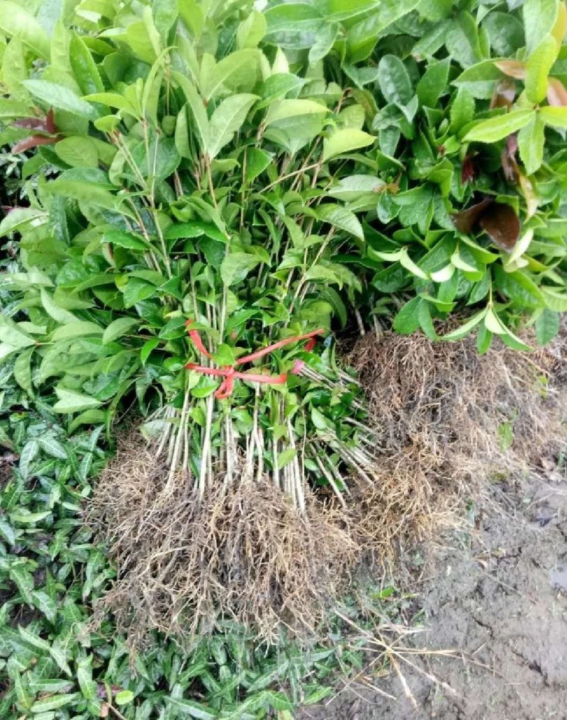 桂花树桂花苗金桂花苗八月桂花苗成活率现挖现发