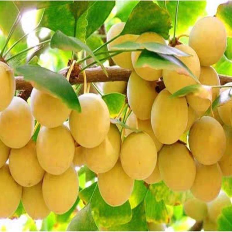 银杏种子新采银杏树种子优质白果种子籽绿化
