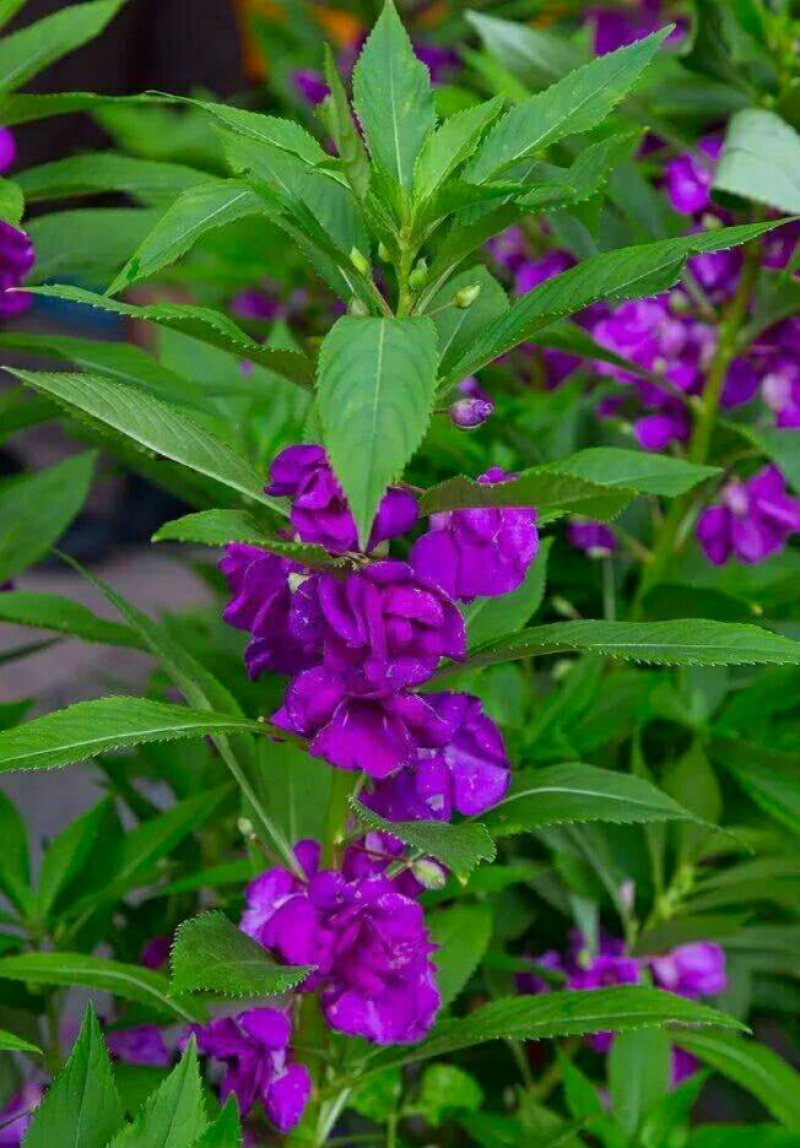 凤仙花种子重瓣凤仙花种子四季易活指甲花新种子