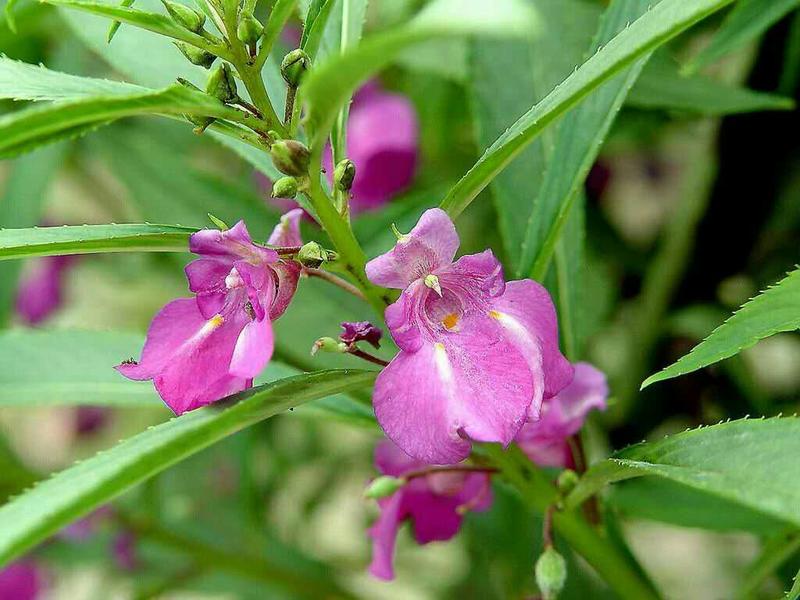 凤仙花种子重瓣凤仙花种子四季易活指甲花新种子