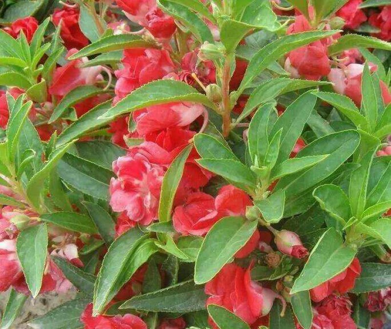 凤仙花种子重瓣凤仙花种子四季易活指甲花新种子