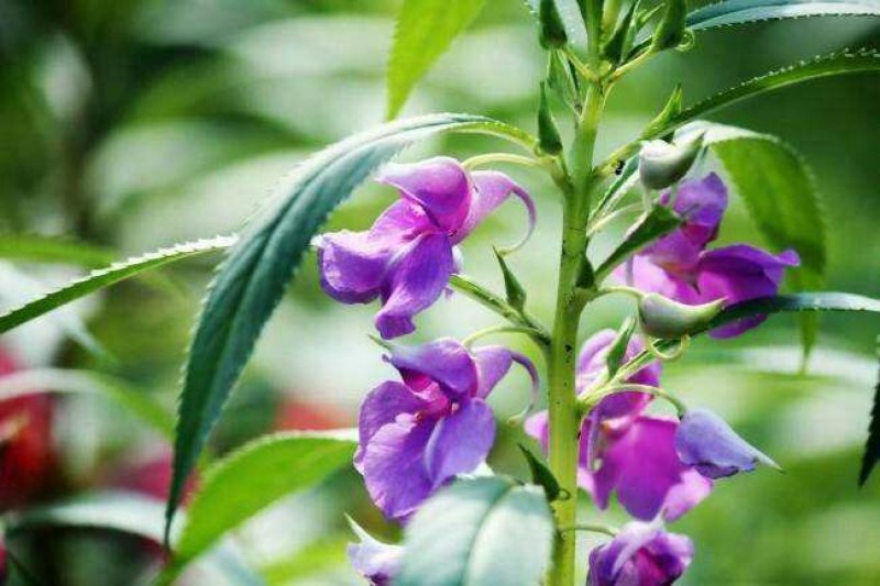 凤仙花种子重瓣凤仙花种子四季易活指甲花新种子