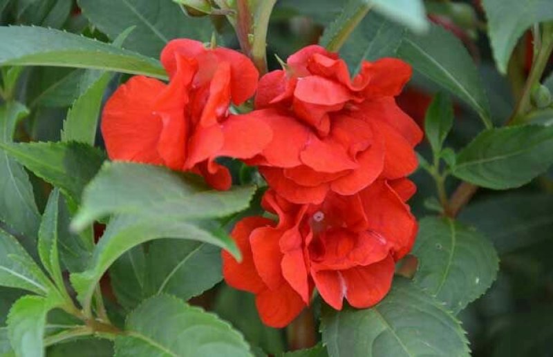 凤仙花种子重瓣凤仙花种子四季易活指甲花新种子