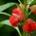 凤仙花种子重瓣凤仙花种子四季易活指甲花新种子